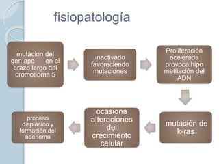 fisiopatología
mutación del
gen apc en el
brazo largo del
cromosoma 5
inactivado
favoreciendo
mutaciones
Proliferación
acelerada
provoca hipo
metilación del
ADN
mutación de
k-ras
ocasiona
alteraciones
del
crecimiento
celular
proceso
displasico y
formación del
adenoma
 
