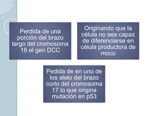 Perdida de una
porción del brazo
largo del cromosoma
18 el gen DCC
Originando que la
célula no sea capaz
de diferenciarse en
célula productora de
moco
Pedida de en uno de
los alelo del brazo
corto del cromosoma
17 lo que origina
mutación en p53
 