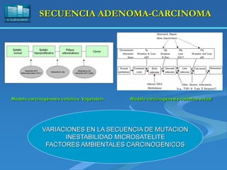 H. “LLUÍS ALCANYÍS”
SECUENCIA ADENOMA-CARCINOMA
VARIACIONES EN LA SECUENCIA DE MUTACION
INESTABILIDAD MICROSATELITE
FACTORES AMBIENTALES CARCINOGENICOS
Modelo carcinogénesis colónica. Vogelstein Modelo carcinogénesis colónica actual
 