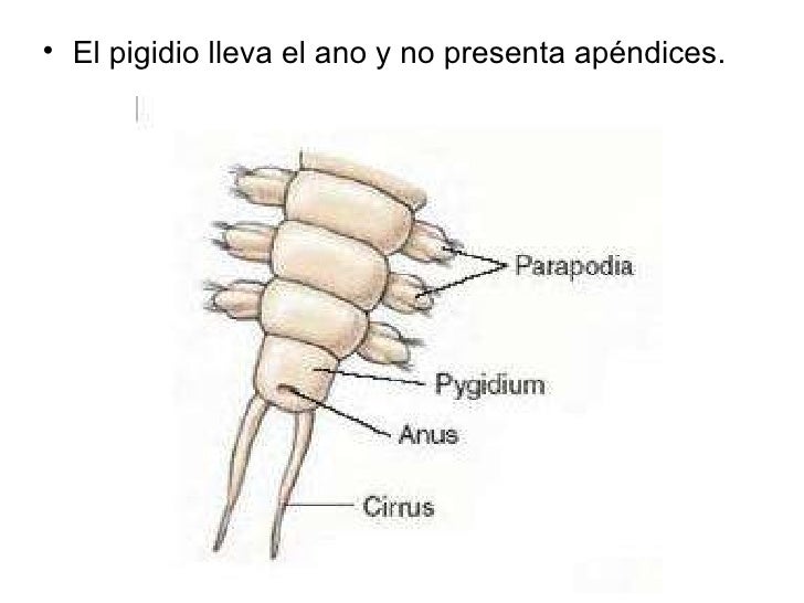 Resultado de imagen de Pigidio