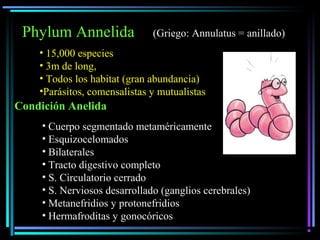 Phylum Annelida (Griego: Annulatus = anillado)
• 15,000 especies
• 3m de long,
• Todos los habitat (gran abundancia)
•Parásitos, comensalistas y mutualistas
Condición Anelida
• Cuerpo segmentado metaméricamente
• Esquizocelomados
• Bilaterales
• Tracto digestivo completo
• S. Circulatorio cerrado
• S. Nerviosos desarrollado (ganglios cerebrales)
• Metanefridios y protonefridios
• Hermafroditas y gonocóricos
 