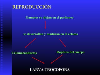 REPRODUCCIÓN
Gametos se alojan en el peritoneo
se desarrollan y maduran en el celoma
Celomaconductos Ruptura del cuerpo
LARVA TROCOFORA
 