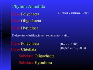 Phylum Annelida
Deferentes clasificaciones, según autor y año:
Clase Polychaeta
Clase Oligochaeta
Clase Hyrudinea
Clase Polychaeta
Clase Clitellata
Subclase Hyrudinea
Subclase Oligochaeta
(Brusca y Brusca, 1990)
(Brusca, 2003)
(Rupert et. al., 2003)
 