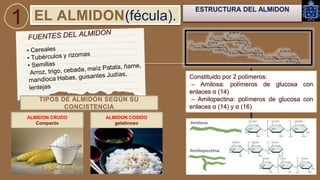 polisacaridos pdf.pptx