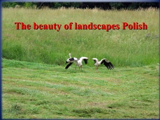 The beauty of landscapes PolishThe beauty of landscapes Polish
 