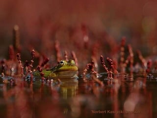 Norbert Kaszycki 'snufkin '   