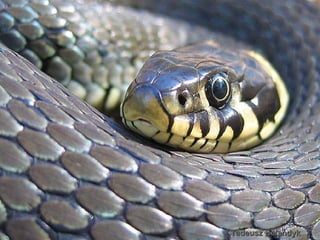 Tadeusz Balandyk ' '  