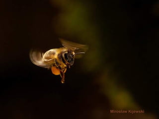 Mirosław   Kijewski 