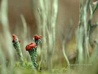 Karol Woźniakowski  ' '   