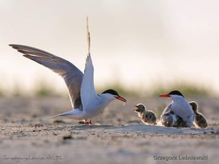 Grzegorz Leśniewski   