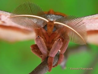 Elzbieta  " Papraczek " 