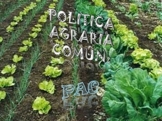 POLITICA AGRARIA COMÚN: PAC 