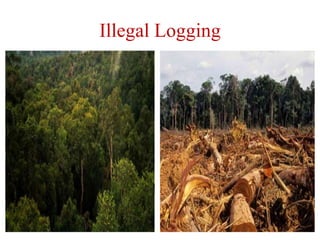 Illegal Logging
 