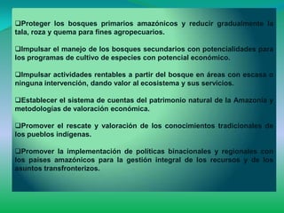 Proteger los bosques primarios amazónicos y reducir gradualmente la
tala, roza y quema para fines agropecuarios.

Impulsar el manejo de los bosques secundarios con potencialidades para
los programas de cultivo de especies con potencial económico.

Impulsar actividades rentables a partir del bosque en áreas con escasa o
ninguna intervención, dando valor al ecosistema y sus servicios.

Establecer el sistema de cuentas del patrimonio natural de la Amazonía y
metodologías de valoración económica.

Promover el rescate y valoración de los conocimientos tradicionales de
los pueblos indígenas.

Promover la implementación de políticas binacionales y regionales con
los países amazónicos para la gestión integral de los recursos y de los
asuntos transfronterizos.
 
