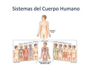 Sistemas del Cuerpo Humano 