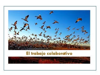 El trabajo colaborativo 