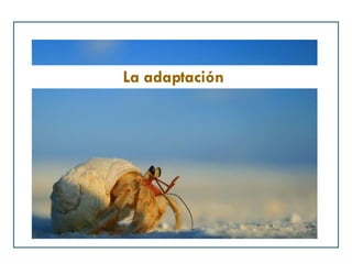 La adaptación 