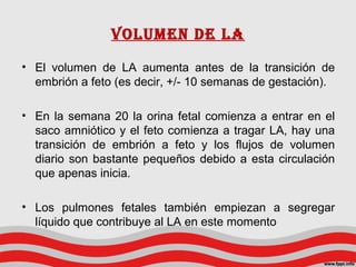 Volumen de la
• El volumen de LA aumenta antes de la transición de
embrión a feto (es decir, +/- 10 semanas de gestación).
• En la semana 20 la orina fetal comienza a entrar en el
saco amniótico y el feto comienza a tragar LA, hay una
transición de embrión a feto y los flujos de volumen
diario son bastante pequeños debido a esta circulación
que apenas inicia.
• Los pulmones fetales también empiezan a segregar
líquido que contribuye al LA en este momento
 