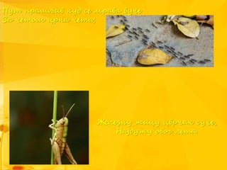 Пут прашљив куд се мрава вуче
За четом црна чета;
Железну жицу цврчак суче,
Најдужу овог лета.
 