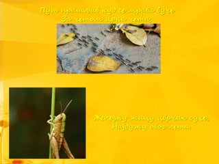 Пут прашљив куд се мрава вуче
За четом црна чета;
Железну жицу цврчак суче,
Најдужу овог лета.
 