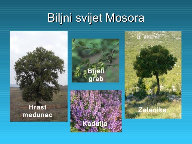 datiranje kraljevskog hrasta