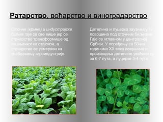 Ратарство, воћарство и виноградарство
Сточне (крмне) и индустријске
биљке гаје се све више јер се
сточарство трансформише од
пашњачког ка стајском, а
сточарство се усмерава ка
снабдевању агроиндустрије.
Детелина и луцерка заузимају ¾
површина под сточним биљкама.
Гаје се углавном у централној
Србији. У поређењу са 50-им
годинама ХХ века површина и
производња детелине увећани су
за 6-7 пута, а луцерке 3-4 пута.
 
