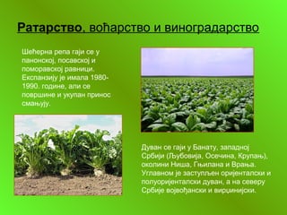 Ратарство, воћарство и виноградарство
Шећерна репа гаји се у
панонској, посавској и
поморавској равници.
Експанзију је имала 1980-
1990. године, али се
површине и укупан принос
смањују.
Дуван се гаји у Банату, западној
Србији (Љубовија, Осечина, Крупањ),
околини Ниша, Гњилана и Врања.
Углавном је заступљен оријенталски и
полуоријенталски дуван, а на северу
Србије војвођански и вирџинијски.
 