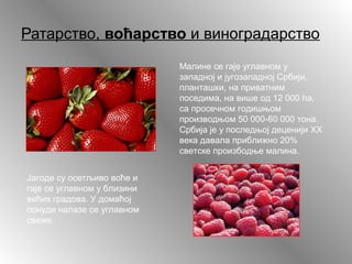 Ратарство, воћарство и виноградарство
Јагоде су осетљиво воће и
гаје се углавном у близини
већих градова. У домаћој
понуди налазе се углавном
свеже.
Малине се гаје углавном у
западној и југозападној Србији,
планташки, на приватним
поседима, на више од 12 000 ha,
са просечном годишњом
производњом 50 000-60 000 тона.
Србија је у последњој деценији ХХ
века давала приближно 20%
светске произбодње малина.
 