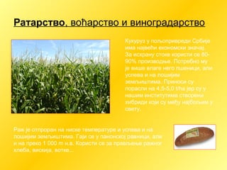 Ратарство, воћарство и виноградарство
Кукуруз у пољопривреди Србије
има највећи економски значај.
За исхрану стоке користи се 80-
90% производње. Потребно му
је више влаге него пшеници, али
успева и на лошијим
земљиштима. Приноси су
порасли на 4,5-5,0 t/ha јер су у
нашим институтима створени
хибриди који су међу најбољим у
свету.
Раж је отпроран на ниске температуре и успева и на
лошијим земљиштима. Гаји се у панонској равници, али
и на преко 1 000 m н.в. Користи се за прављење ражног
хлеба, вискија, вотке...
 
