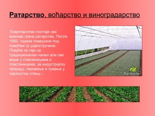 Ратарство, воћарство и виноградарство
Повртарство постаје све
важнија грана ратарства. После
1950. године површине под
поврћем су удвостручене.
Поврће се гаји на
традиционалан начин али све
више у стакленицима и
пластеницима, за индустријску
прераду, паковање и чување у
смрзнутом стању...
 