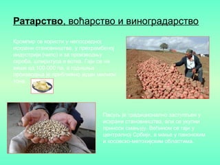 Ратарство, воћарство и виноградарство
Кромпир се користи у непосредној
исхрани становништва, у прехрамбеној
индустрији (чипс) и за производњу
скроба, шпиритуса и вотке. Гаји се на
више од 100 000 ha, а годишња
производња је приближно један милион
тона.
Пасуљ је традиционално заступљен у
исхрани становништва, али се укупни
приноси смањују. Већином се гаји у
централној Србији, а мање у панонским
и косовско-метохијским областима.
 