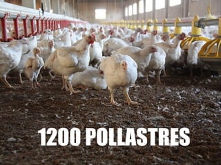 1200 POLLASTRES
 