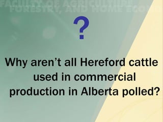 Why aren’t all Hereford cattle
    used in commercial
production in Alberta polled?
 