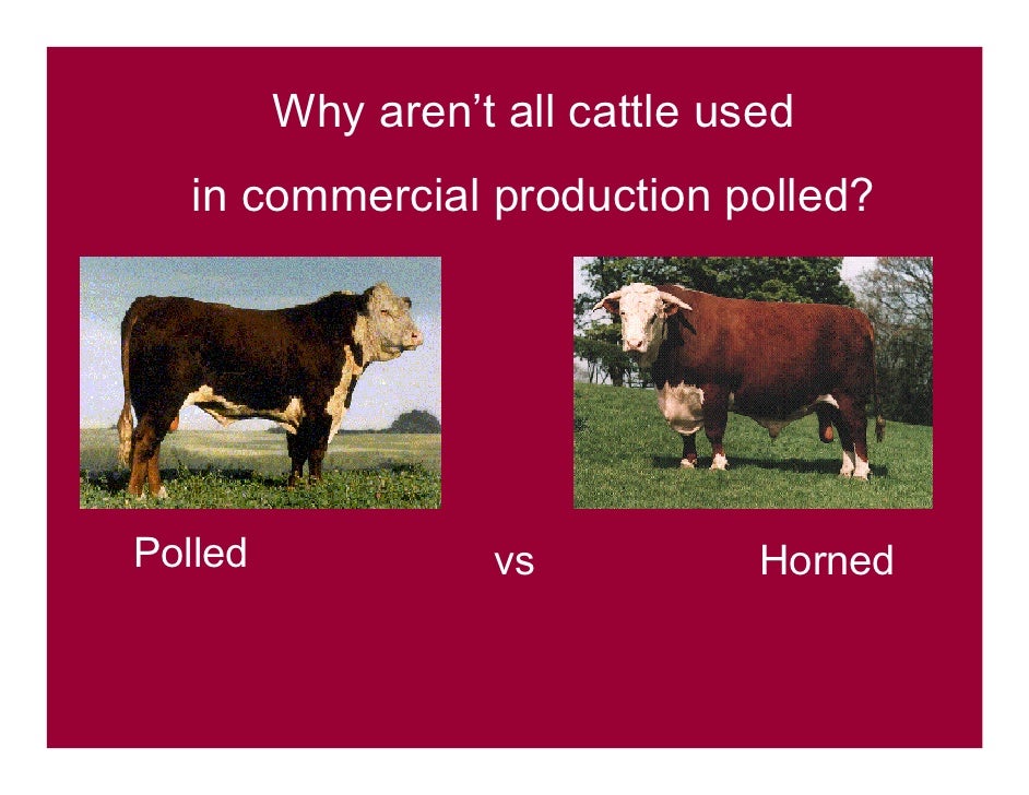 Why aren't all Hereford cattle used in commercial ...