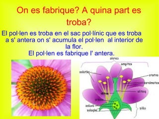 On es fabrique? A quina part es troba? El pol·len es troba en el sac pol·línic que es troba a s' antera on s' acumula el pol·len  al interior de la flor. El pol·len es fabrique l' antera. 