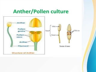 Pollen culture/Anther culture,Haploids.ppt
