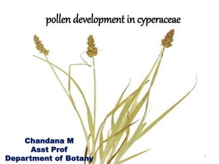 pollen development in cyperaceae
1
Chandana M
Asst Prof
Department of Botany
 