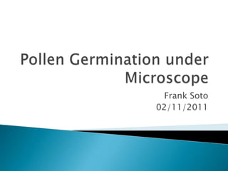 Pollen Germination under Microscope Frank Soto 02/11/2011 