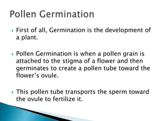 First of all, Germination is the development of a plant. Pollen Germination is when a pollen grain is attached to the stigma of a flower and then germinates to create a pollen tube toward the flower’s ovule. This pollen tube transports the sperm toward the ovule to fertilize it. Pollen Germination
