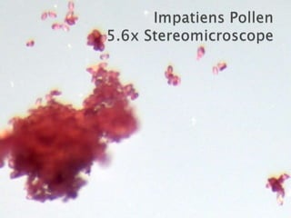 Impatiens Pollen5.6x Stereomicroscope