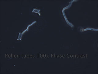 Pollen tubes 100x Phase Contrast