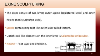 EXINE SCULPTURING
• The exine consist of two layers outer sexine (sculptured layer) and inner
nexine (non sculptured layer).
• Sexine containining roof like outer layer called tectum.
• Upright rod like elements on the inner layer is Columellae or baculae.
• Nexine – Foot layer and endexine.
10
 