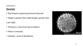 Baculate
• Rod-shaped sculpturing elements (bacula)
• Height is greater than width (height greater than
1 μm high)
• Thickness is same from top to bottom.
• Pollen is intectate.
• Example : some of Nympheae.
CONTINUOUS…
17
 
