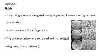 Striate
• Sculpturing elements elongated having ridges and furrows running more or
less parallel.
• Surface may look like a fingerprint.
• This ornamentation can also be said and muri(ridges)
and grooves(space between).
CONTINUOUS…
19
 