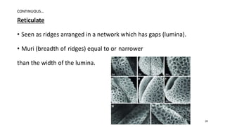 Reticulate
• Seen as ridges arranged in a network which has gaps (lumina).
• Muri (breadth of ridges) equal to or narrower
than the width of the lumina.
CONTINUOUS…
20
 