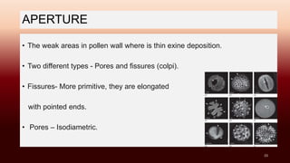 APERTURE
• The weak areas in pollen wall where is thin exine deposition.
• Two different types - Pores and fissures (colpi).
• Fissures- More primitive, they are elongated
with pointed ends.
• Pores – Isodiametric.
23
 