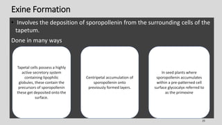 Exine Formation
• Involves the deposition of sporopollenin from the surrounding cells of the
tapetum.
Done in many ways
25
Tapetal cells possess a highly
active secretory system
containing lipophilic
globules, these contain the
precursors of sporopollenin
these get deposited onto the
surface.
Centripetal accumulation of
sporopollenin onto
previously formed layers.
In seed plants where
sporopollenin accumulates
within a pre-patterned cell
surface glycocalyx referred to
as the primexine
 