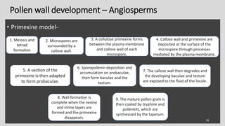 • Primexine model-
Pollen wall development – Angiosperms
5. A section of the
primexine is then adapted
to form probaculae.
26
1. Meiosis and
tetrad
formation
2. Microspores are
surrounded by a
callose wall.
3. A cellulose primexine forms
between the plasma membrane
and callose wall of each
microspore.
4. Callose wall and primexine are
deposited at the surface of the
microspore through processes
mediated by the plasma membrane.
6. Sporopollenin deposition and
accumulation on probaculae,
then form baculae and the
tectum.
7. The callose wall then degrades and
the developing baculae and tectum
are exposed to the fluid of the locule.
8. Wall formation is
complete when the nexine
and intine layers are
formed and the primexine
disappears.
9. The mature pollen grain is
then coated by tryphine and
pollenkitt, which are
synthesized by the tapetum.
 