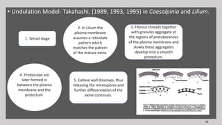 • Undulation Model- Takahashi, (1989, 1993, 1995) in Caesalpinia and Lilium.
2. In Lilium the
plasma membrane
assumes a reticulate
pattern which
matches the pattern
of the mature exine.
4. Probaculae are
later formed in
between the plasma
membrane and the
protectum.
28
1. Tetrad stage
3. Fibrous threads together
with granules aggregate at
the regions of protuberances
of the plasma membrane and
slowly these aggregates
develop into a smooth
protectum.
5. Callose wall dissolves, thus
releasing the microspores and
further differentiation of the
exine continues.
 