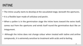 INTINE
• The intine usually starts to develop at the vacuolated stage, beneath the apertures.
• It is a flexible layer made of cellulose and pectin.
• When a pollen is in the germination stage the intine leans toward the exine itself,
comes out from the apertures and winds itself round the germinative duct like an
integument.
• Although the intine does not change colour when treated with iodine and aniline
compounds, it is extremely sensitive to treatment with acids and to boiling.
29
 